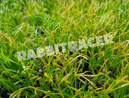 Gossamer grass