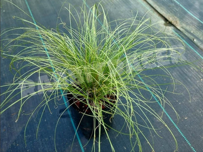 Carex comans 'green'